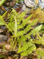 Dryopteris clintoniana