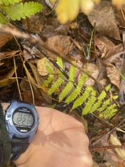 Dryopteris clintoniana