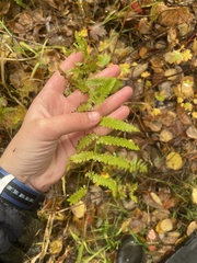 Dryopteris clintoniana