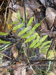 Dryopteris clintoniana