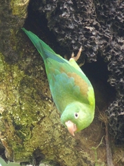 Brotogeris jugularis