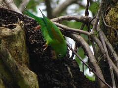 Brotogeris jugularis