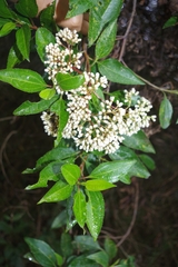 Baccharis