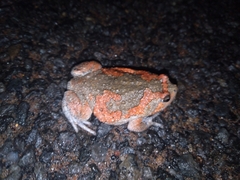 Uperodon taprobanicus