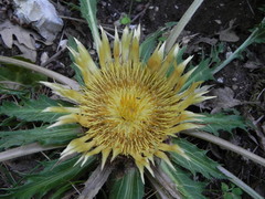 Carlina acanthifolia
