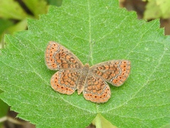 Calephelis muticum