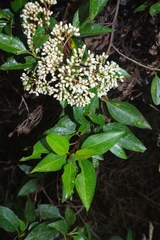 Baccharis