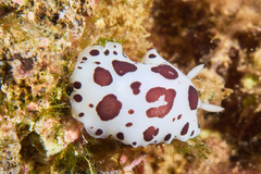 Peltodoris atromaculata