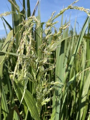 Zizaniopsis miliacea