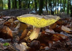 Suillus bovinus