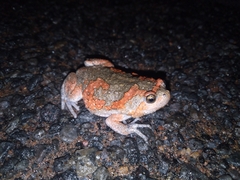 Uperodon taprobanicus