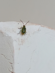 Diabrotica speciosa