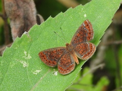 Calephelis muticum