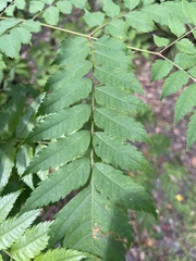 Koelreuteria