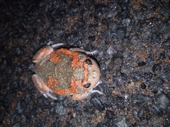 Uperodon taprobanicus