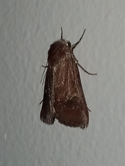 Eucoptocnemis fimbriaris