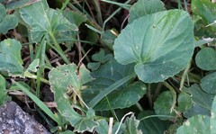 Viola odorata