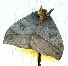 Automeris belti