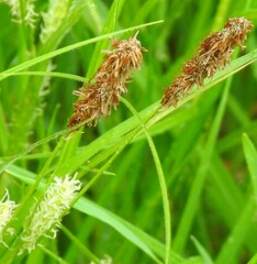 Carex hirta