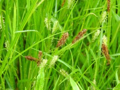 Carex hirta