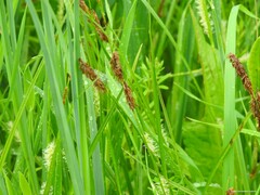 Carex hirta