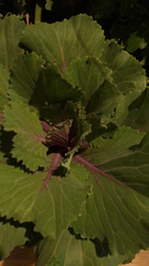 Brassica oleracea