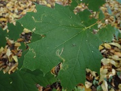 Stigmella aceris