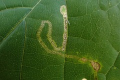 Stigmella aceris