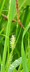 Carex hirta