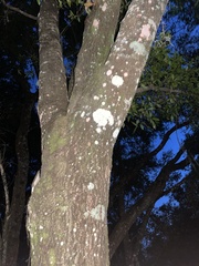 Cryptothecia striata