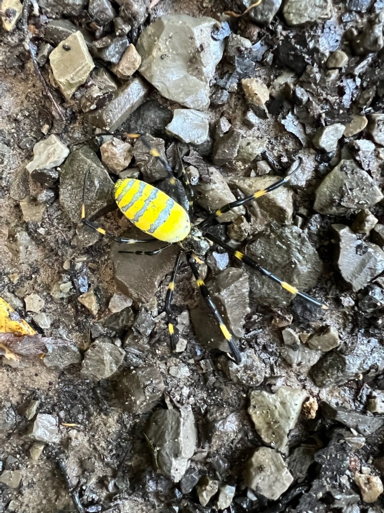 Joro Spider from Horseshoe Bend Rd E, Signal Mountain, TN, US on