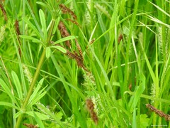 Carex hirta