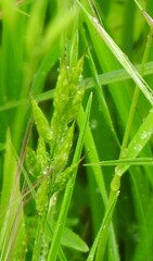 Bromus hordeaceus