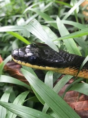 Phrynonax poecilonotus