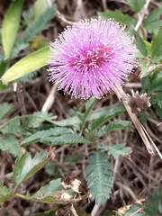 Mimosa strigillosa