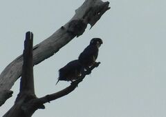 Microhierax fringillarius