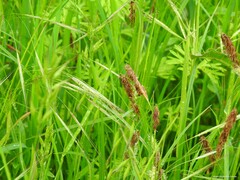 Bromus hordeaceus