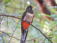 Trogon elegans