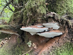 Ganoderma resinaceum