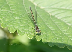 Coenagrionidae