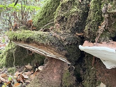 Ganoderma resinaceum