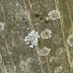 Phaeophyscia orbicularis