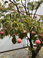 Cornus kousa