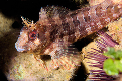 Parablennius gattorugine