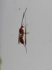 Ponerinae