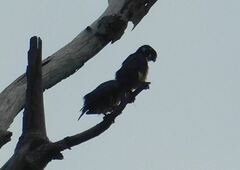 Microhierax fringillarius