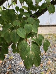 Cornus kousa