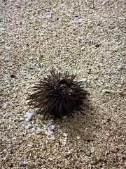 Strongylocentrotus purpuratus