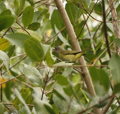 Vireo flavoviridis