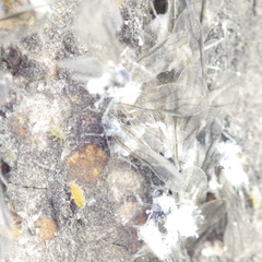 Prociphilus americanus